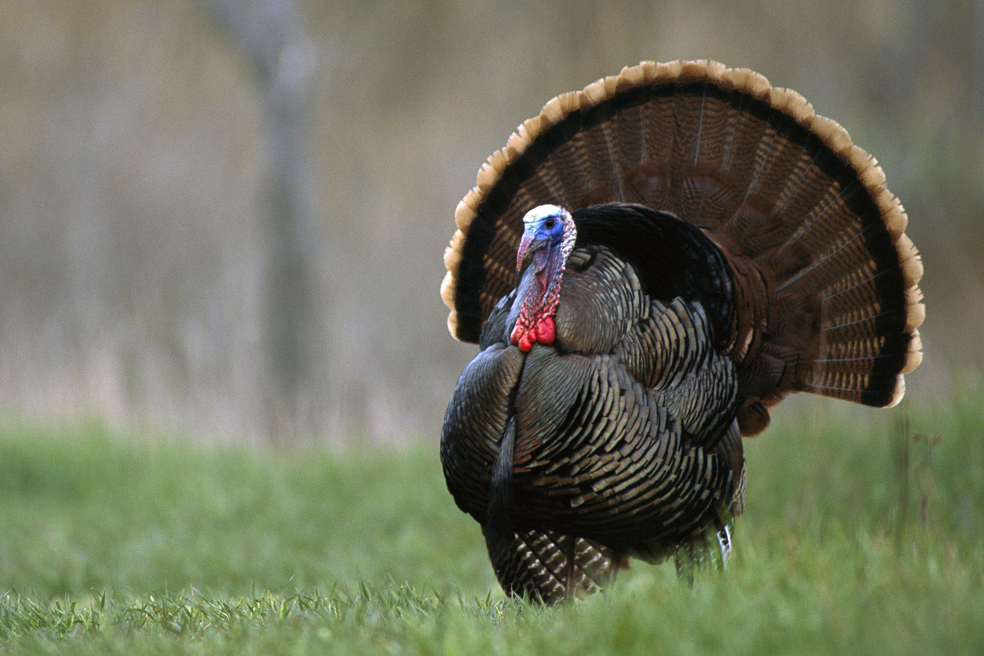 turkey-gobbler.jpg