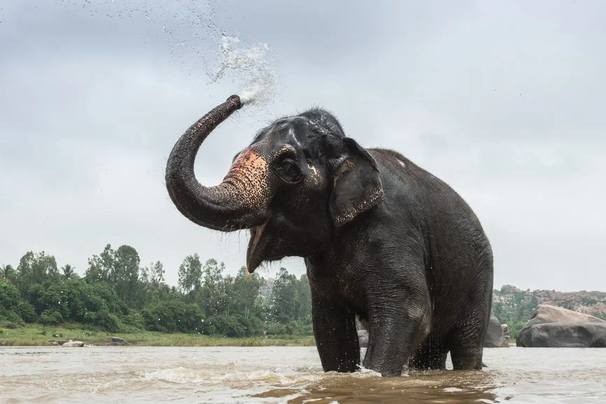 elephant2.jpg