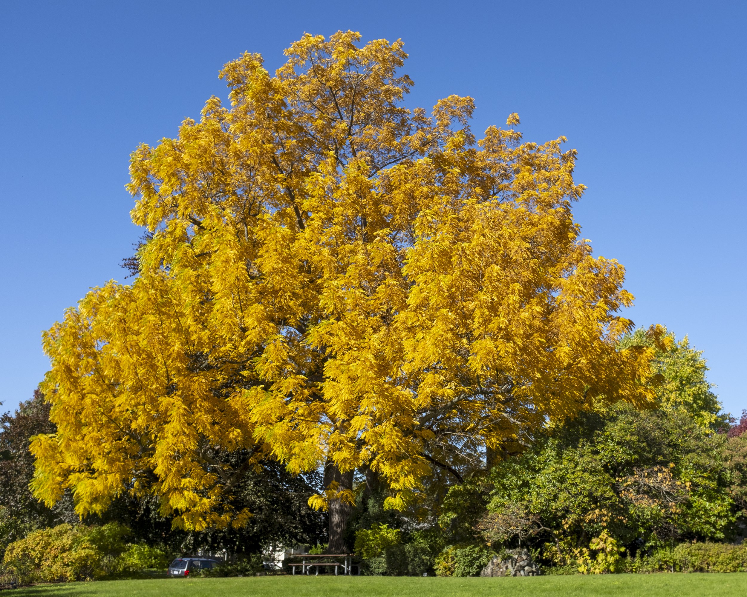 Roeder_Tree_Fall.JPG