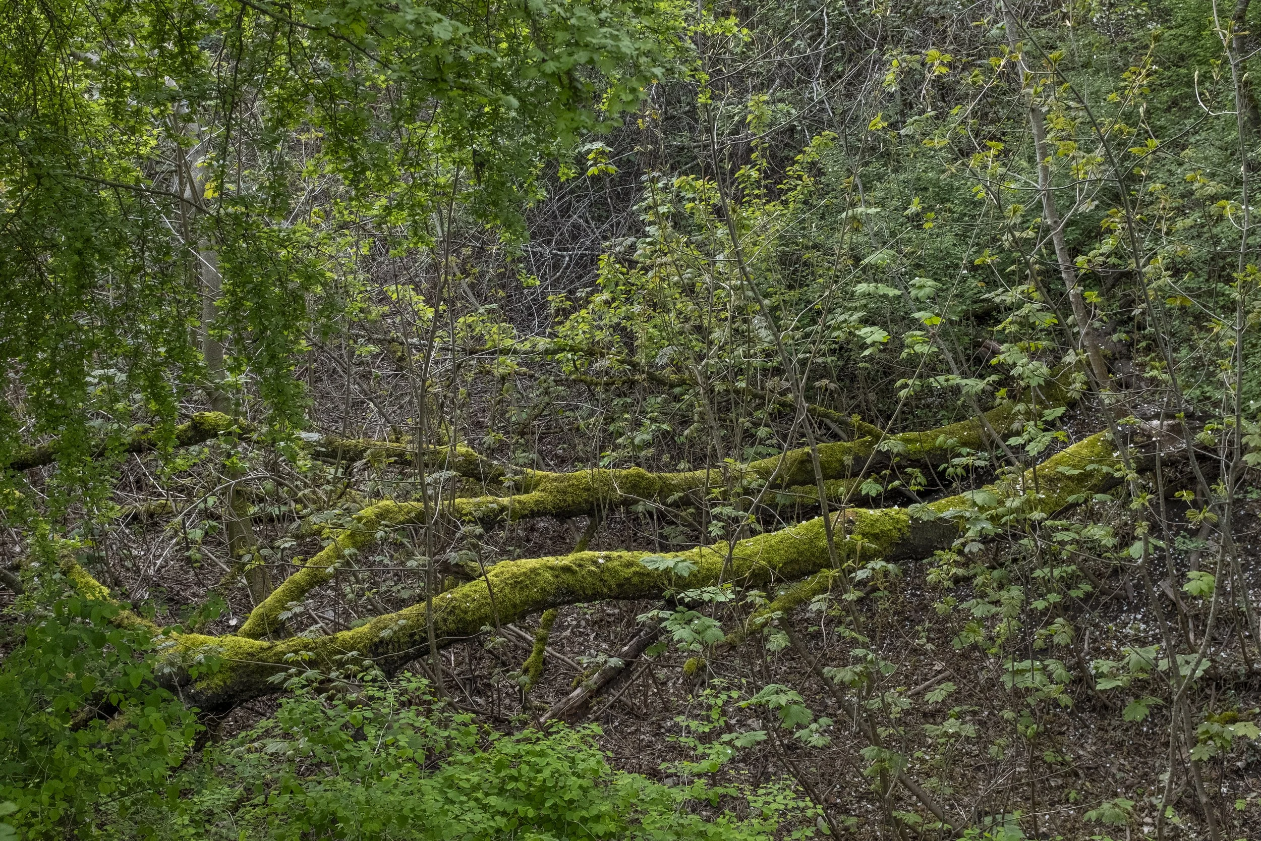 Moss Covered Fallen Cherry