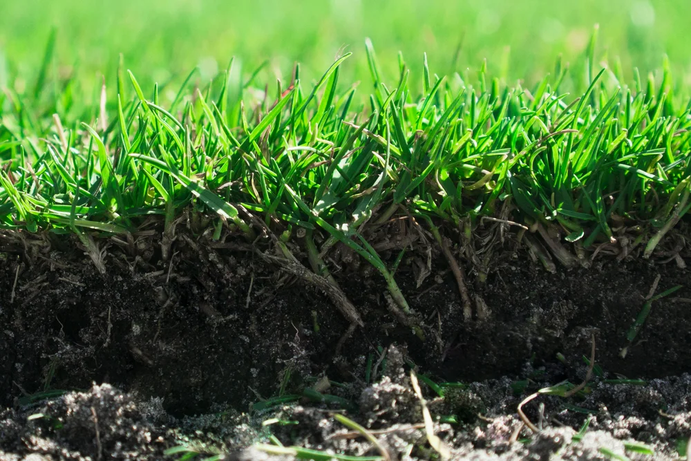 Supreme Paspalum Certified | Enhance Your Turf Today - Request a Quote ...