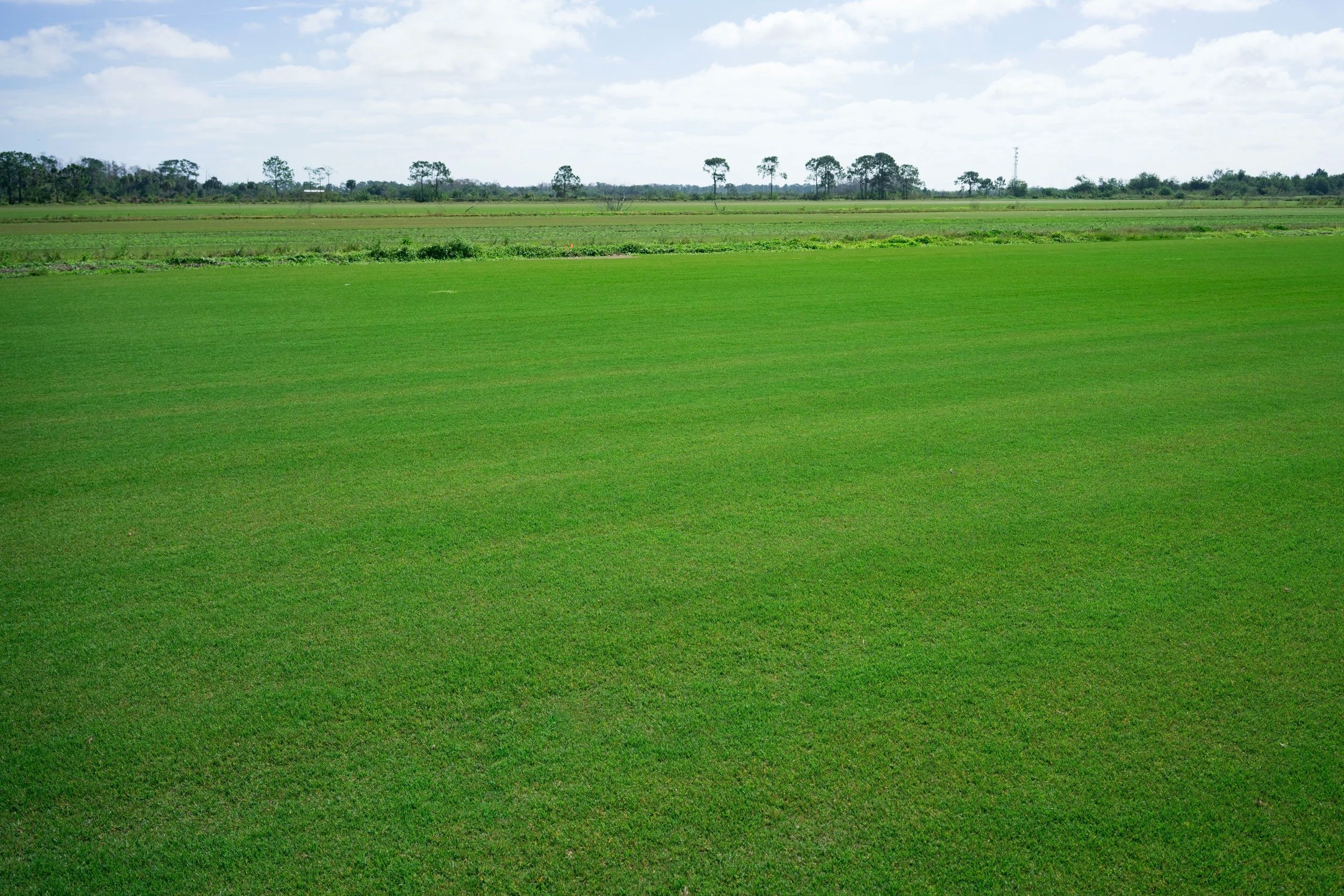 Supreme Paspalum Seashore Paspalum Seaisle Paspalum