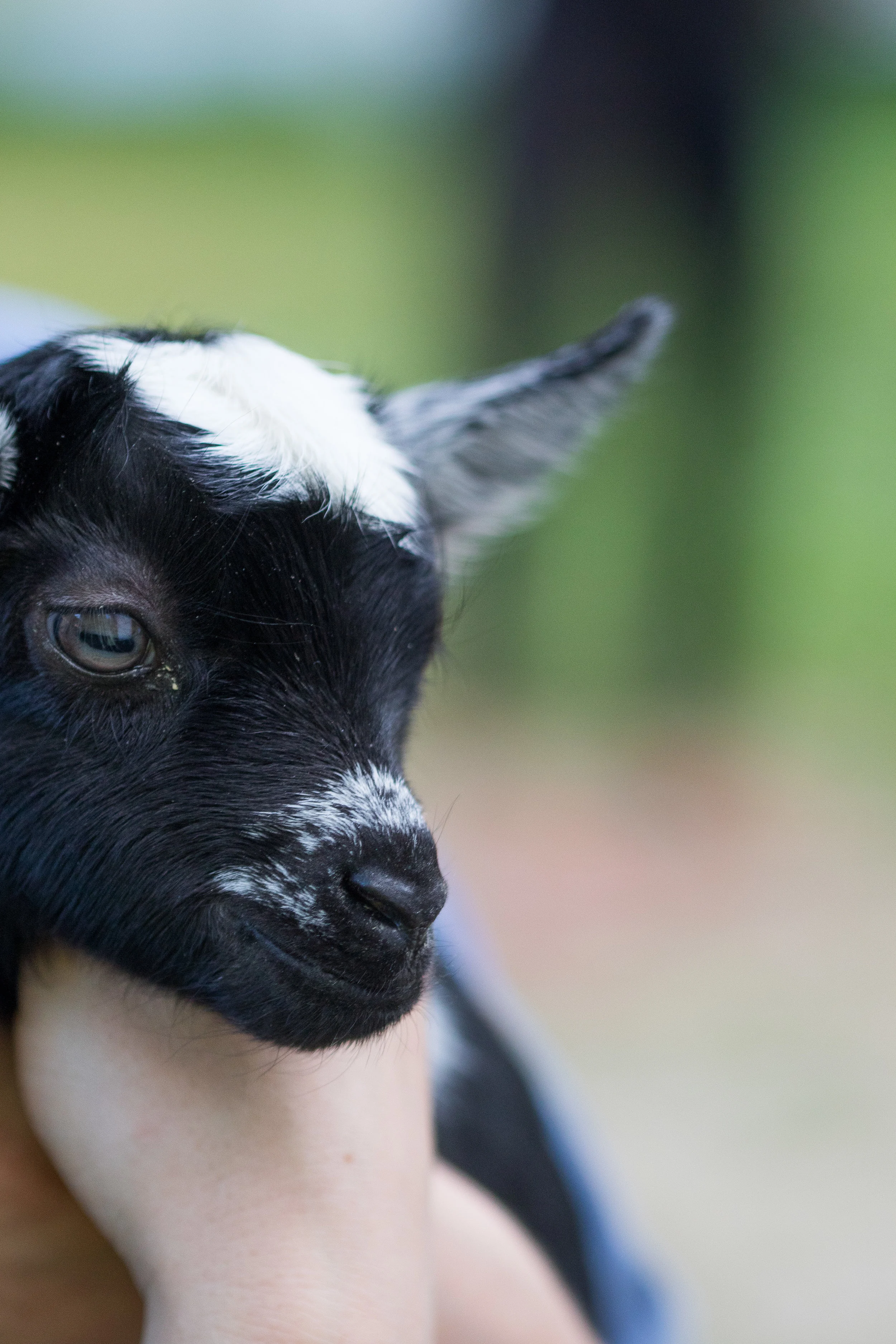 Goats_June_2016-40.jpg