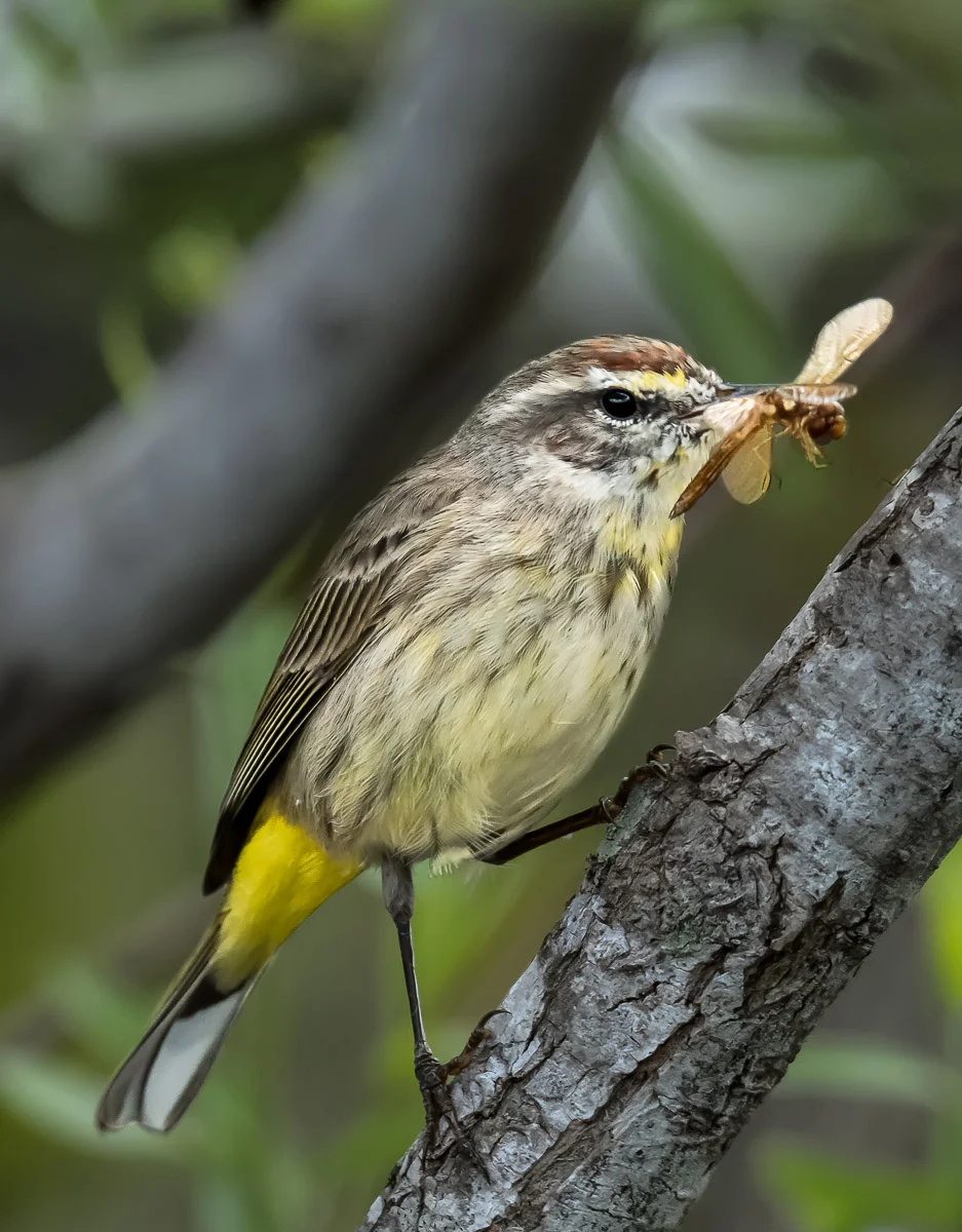 Healthy Snack.jpg