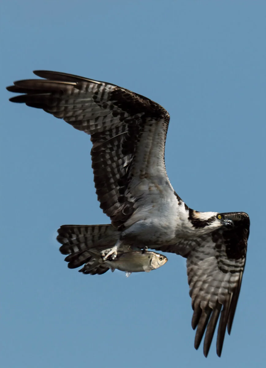 Getting Away with the Catch.jpg