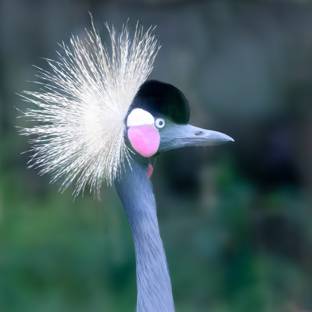 Phillis The African Crowned Crain