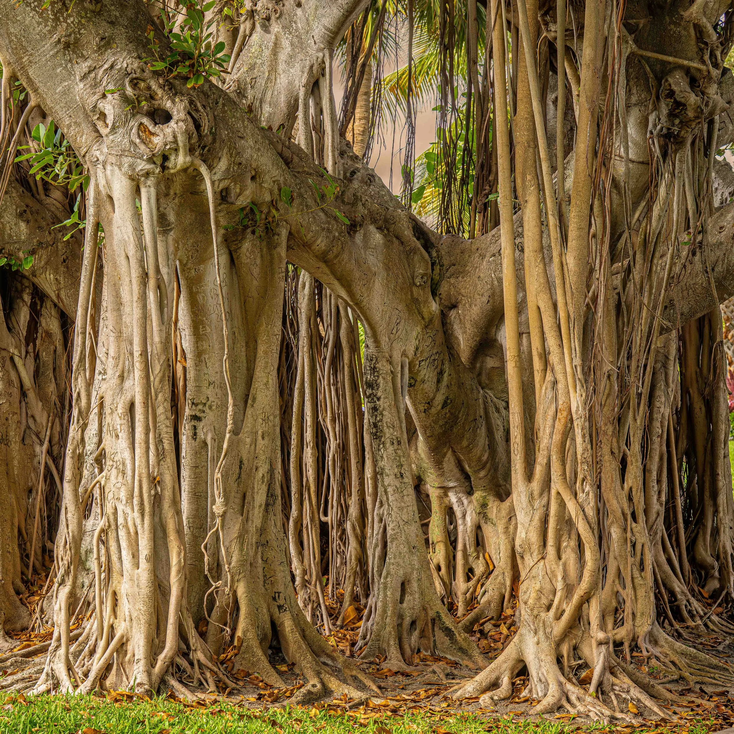 The Gnarly Trees of Singer Island
