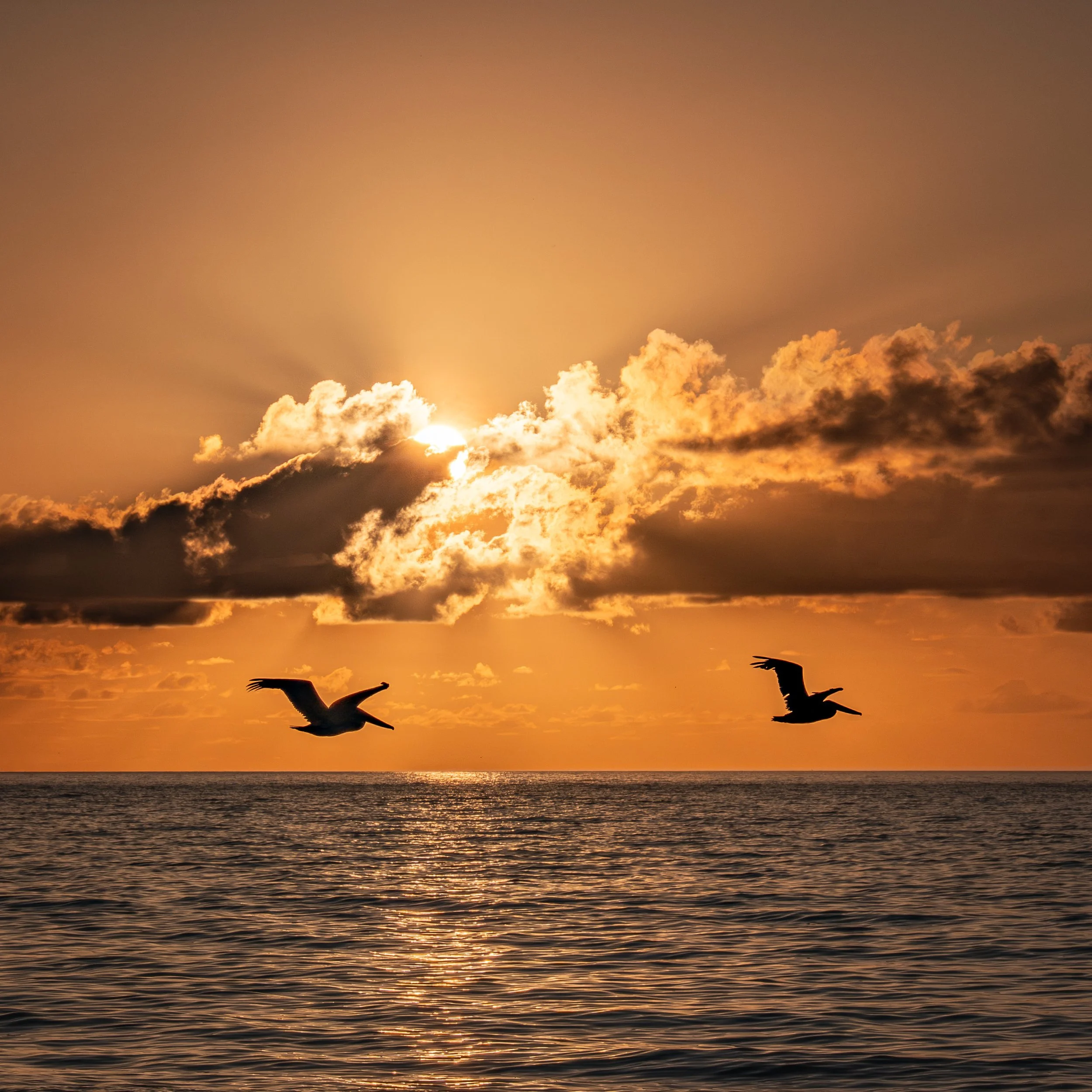 Early Birds