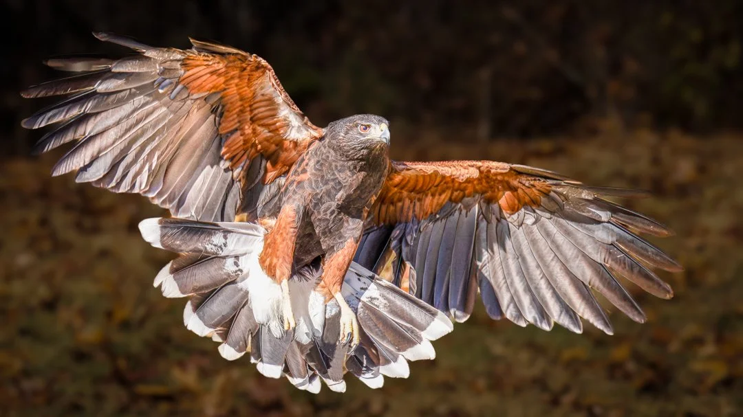 Hawk Attack