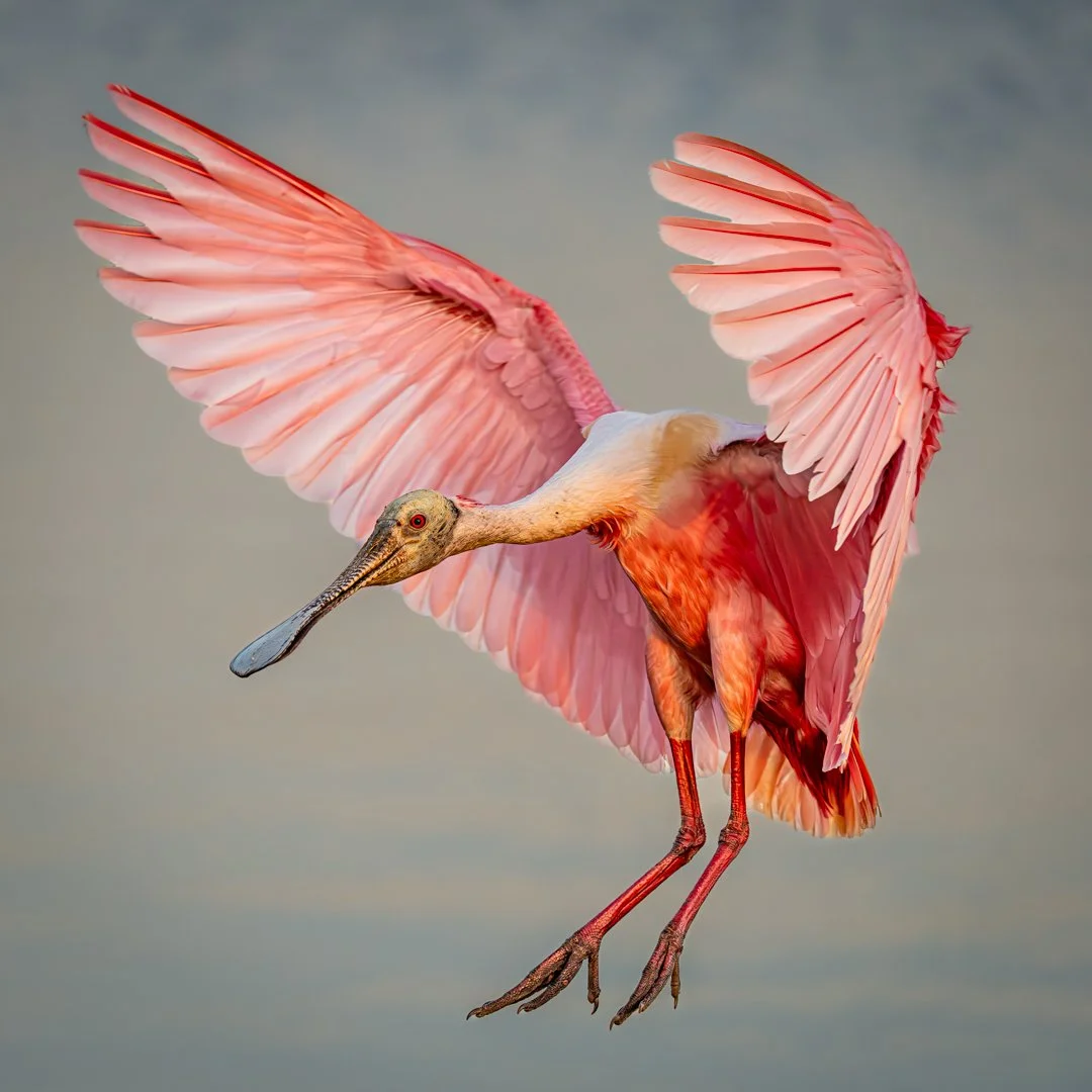 The Great Roseate Spoonbill