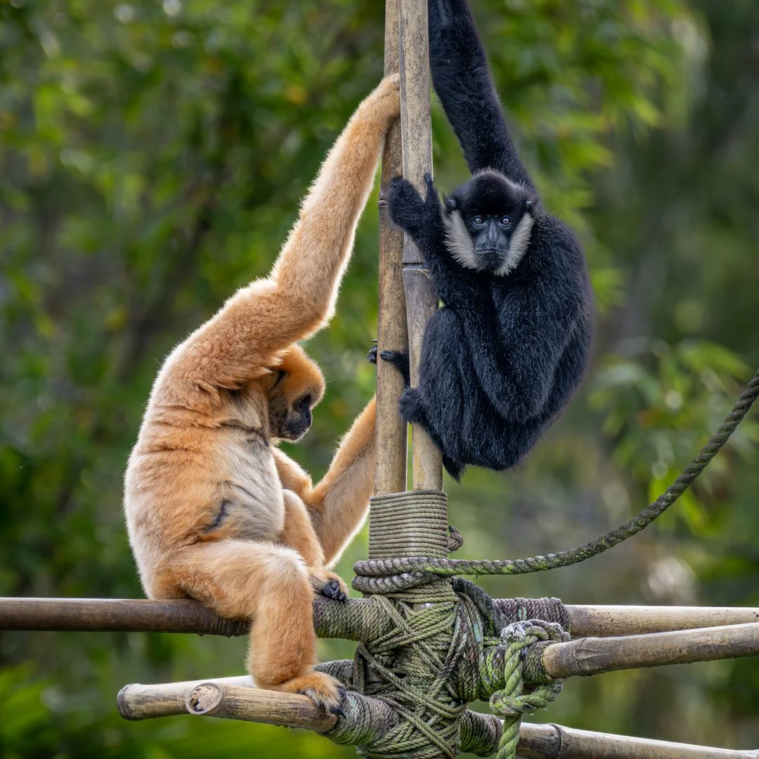 Hangin' Round with My Pal