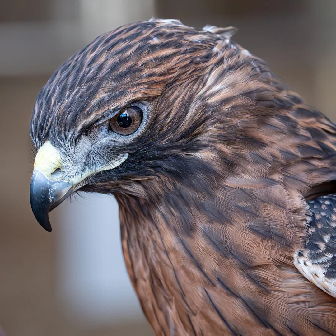 In the Mind of a Hawk