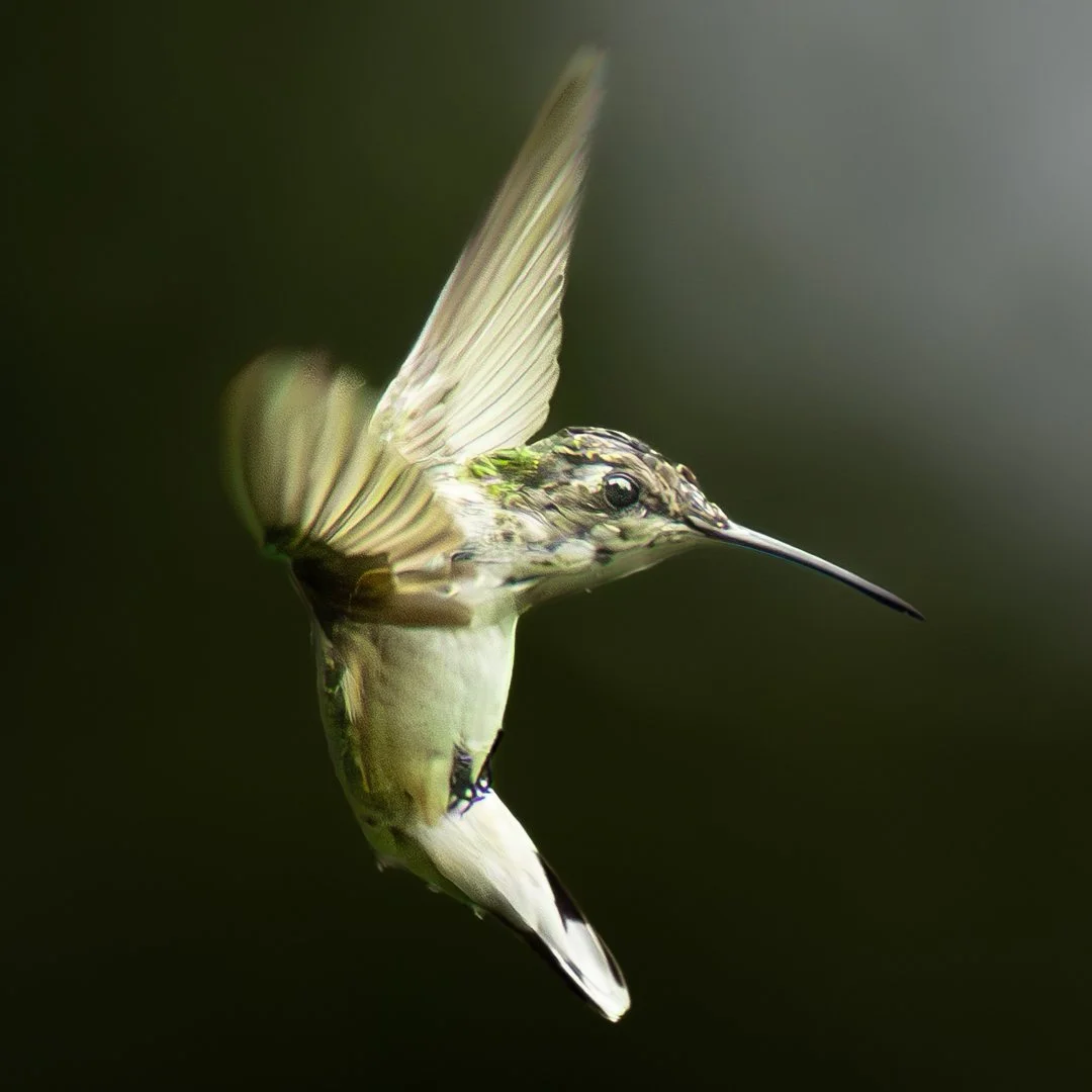 Slamin on the Brakes