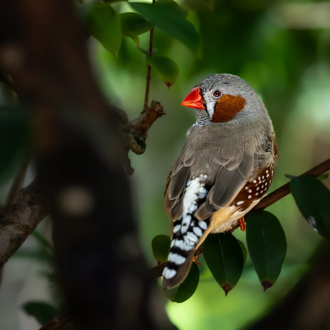 Australian Zebra Finch