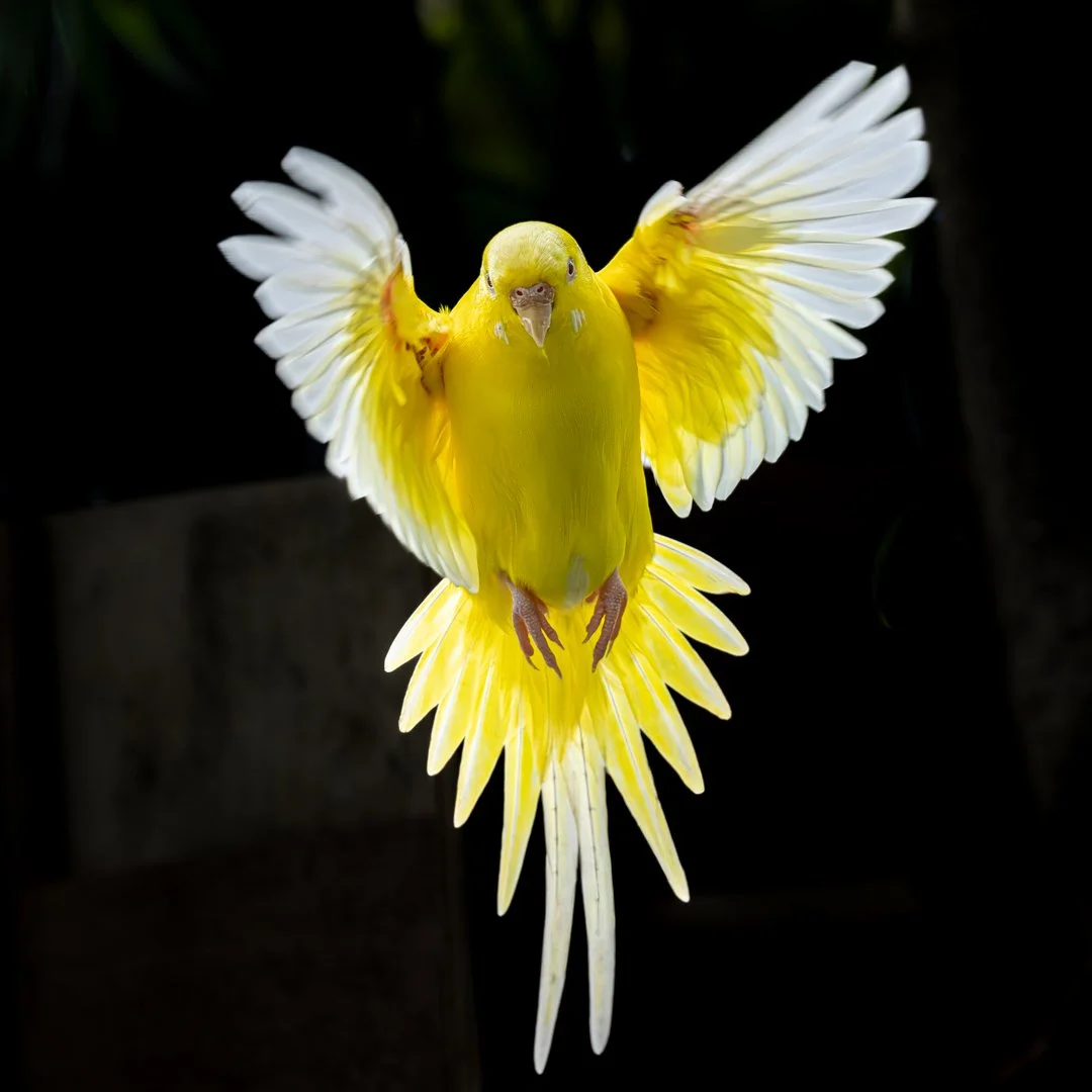 Canary Takes Flight