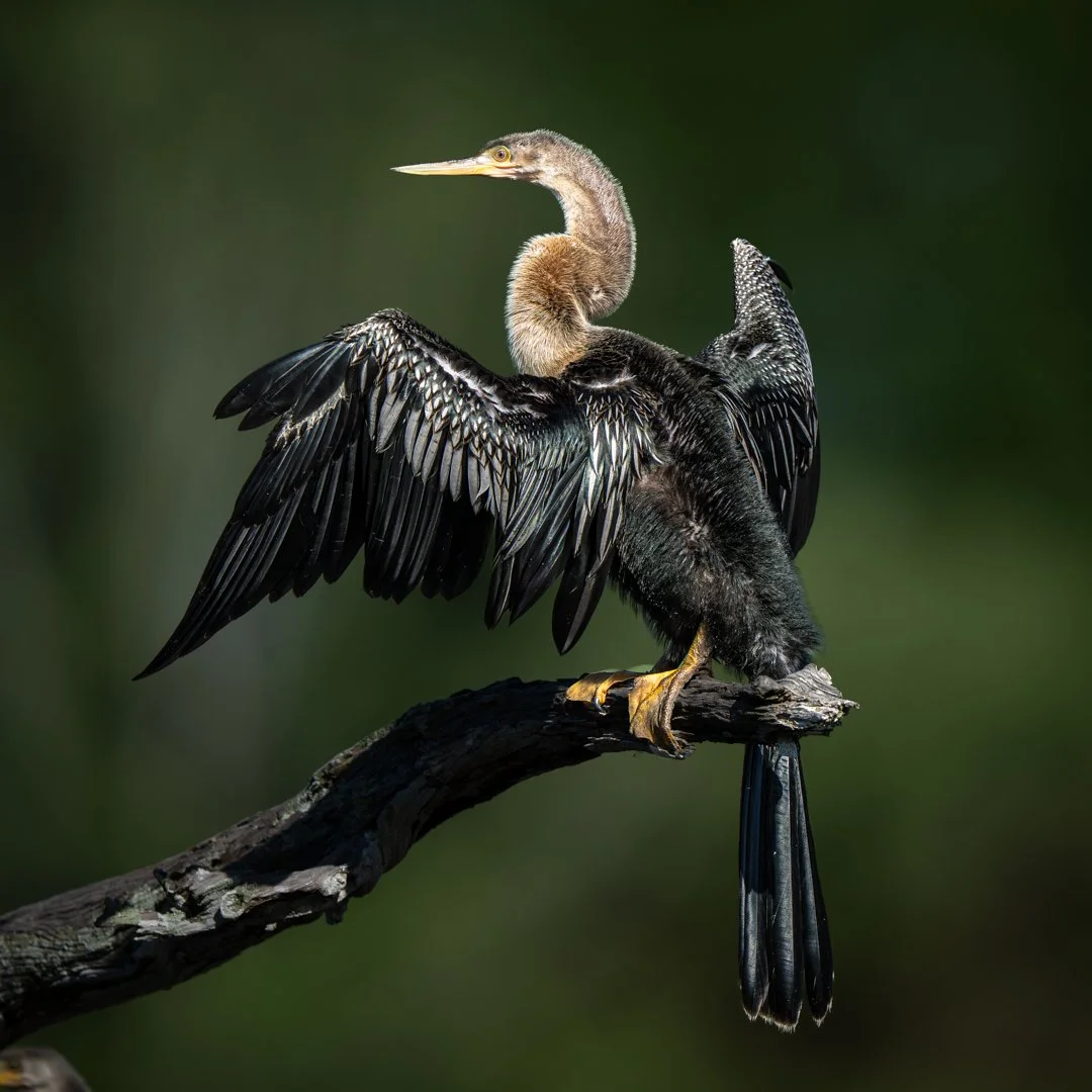 Anhinga Showoff