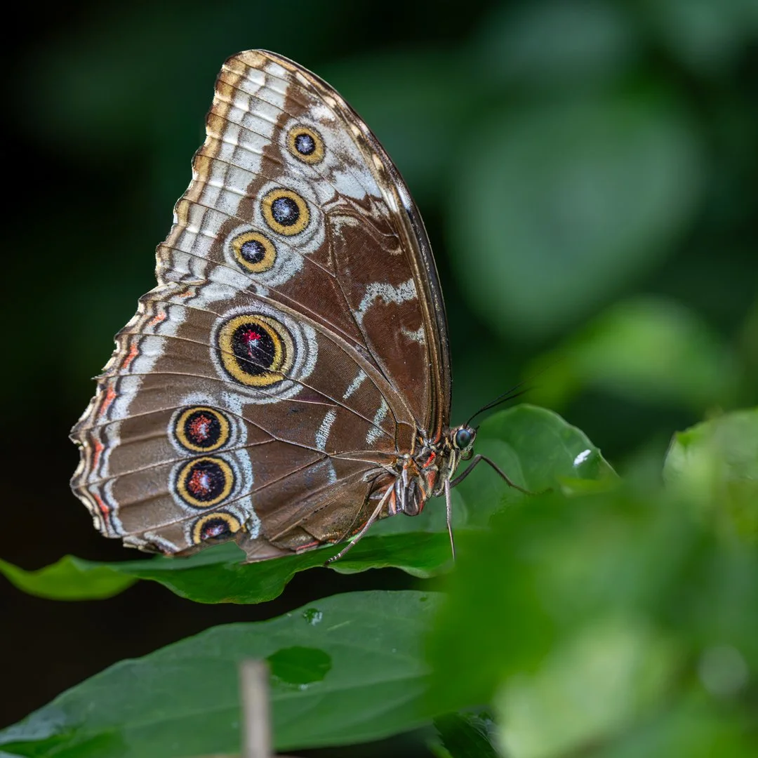 Common Morpho Butterfly