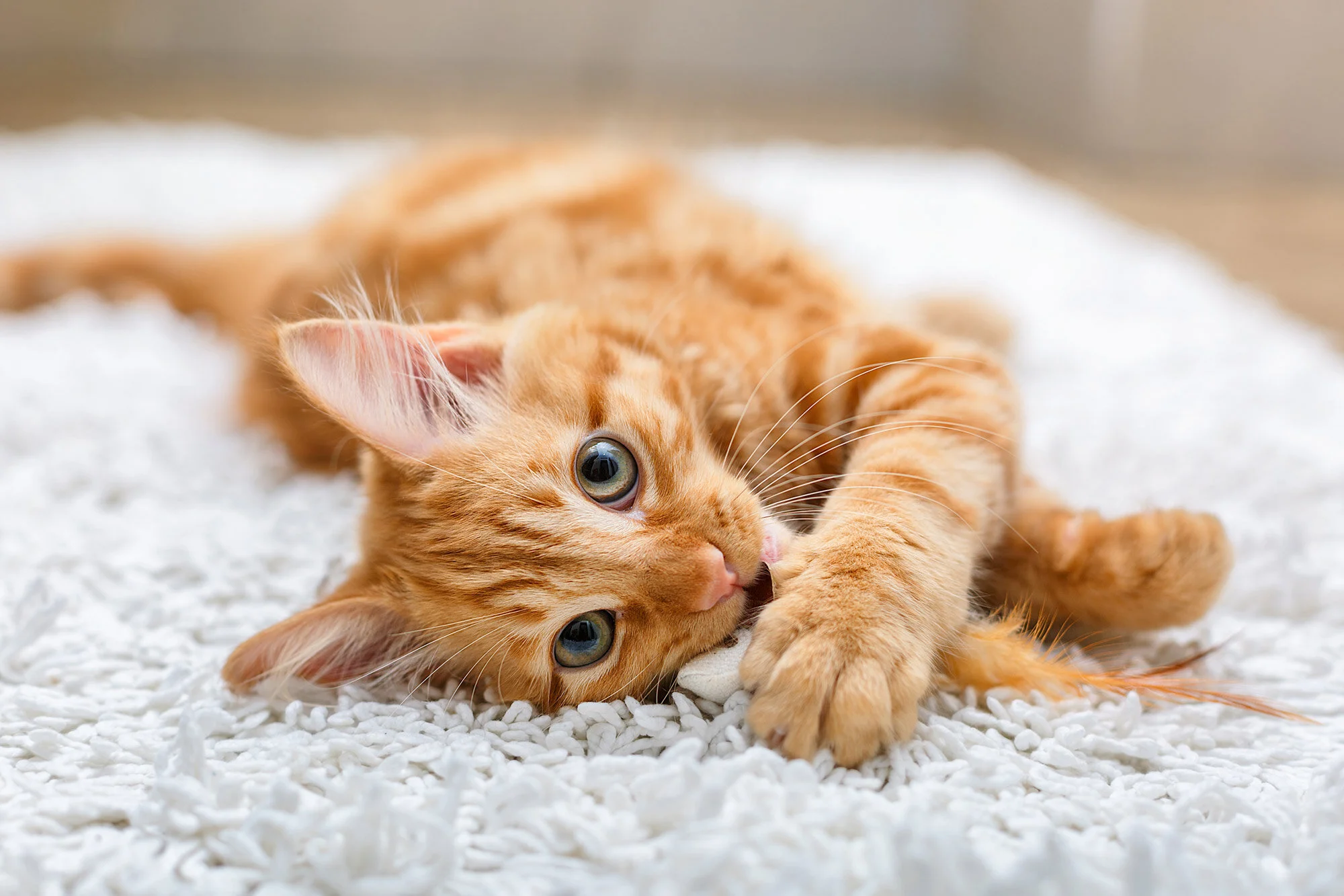cat-visitation-web.jpg