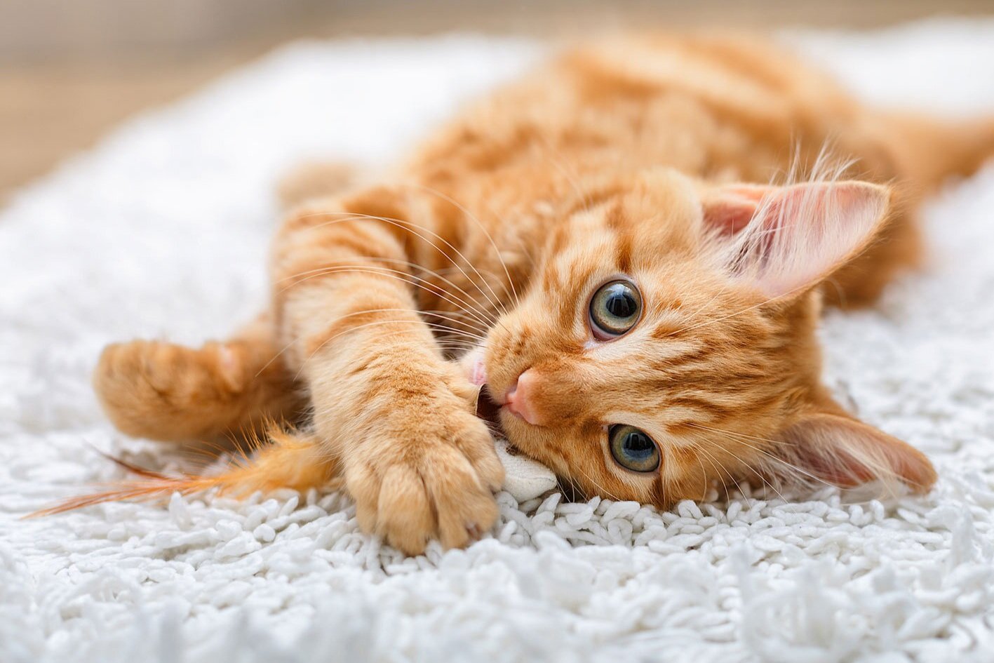 Copy of We are a Cat Friendly Clinic!