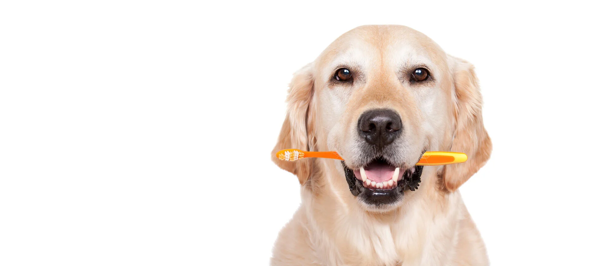 Copy of Free Dental Checks