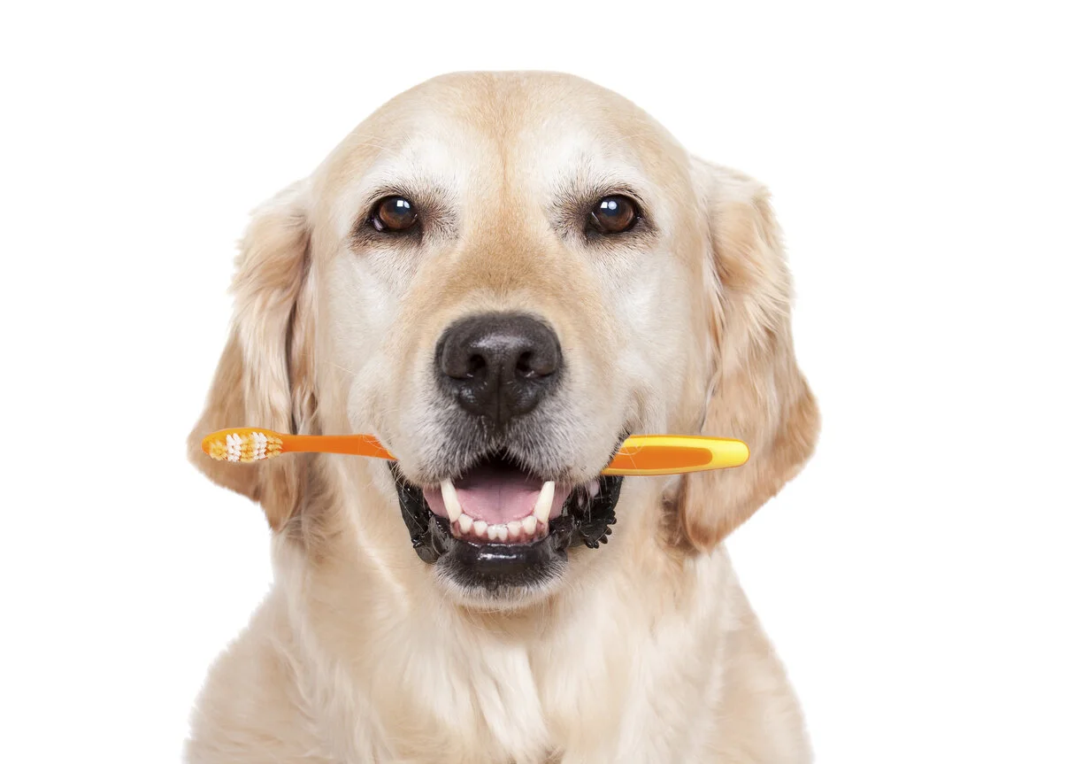 iStock-166327300.jpg