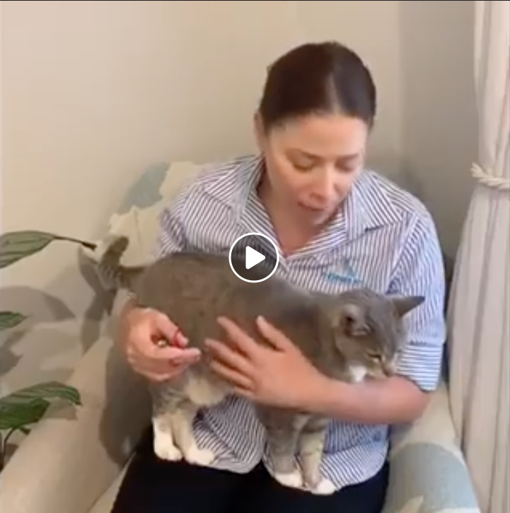 How to trim your own cat’s nails 😼🙌🏻