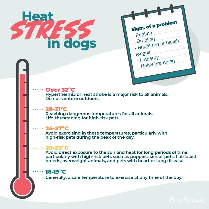 How to avoid Heat Stress in Dogs