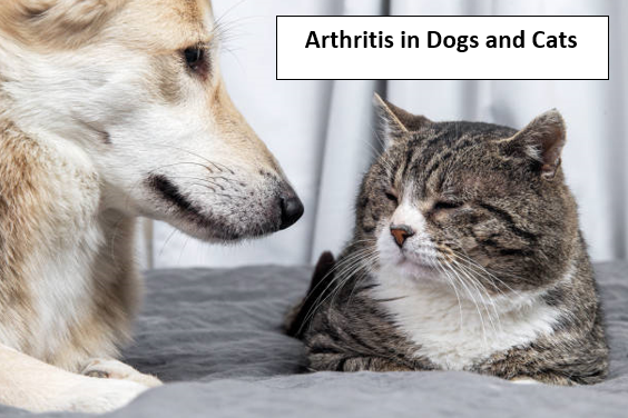 Arthritis in Dogs and Cats