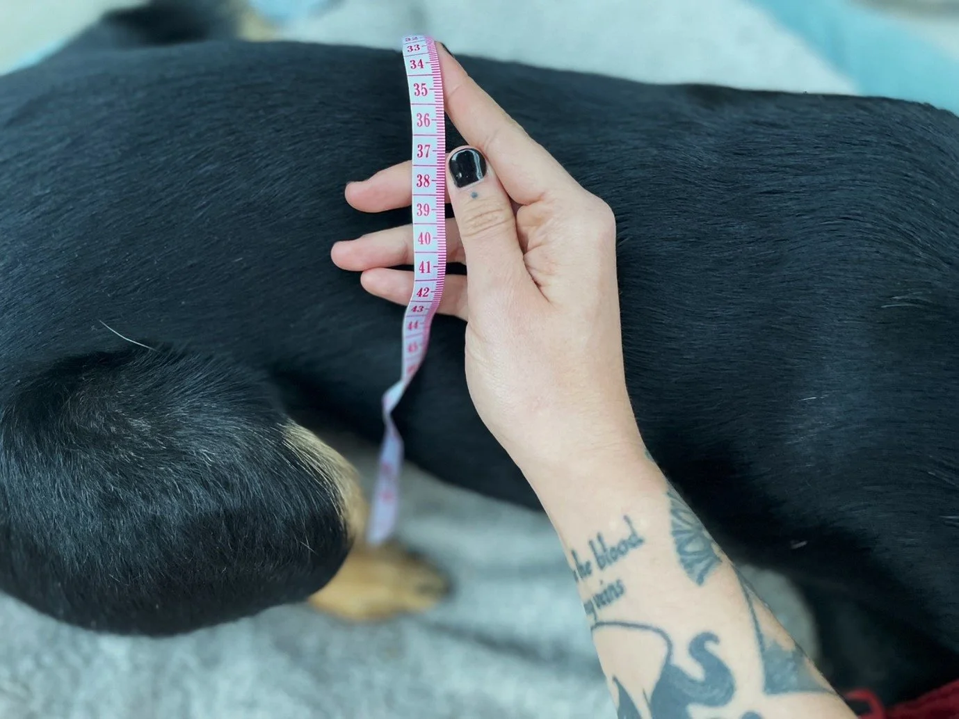 Obesity in Cats and Dogs