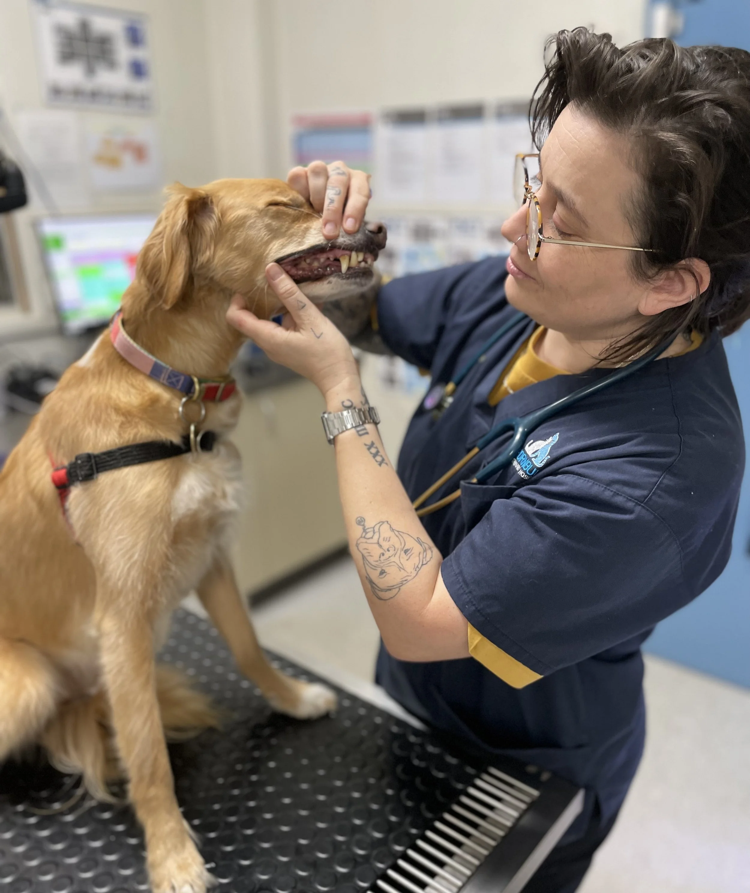 Prevention of Dental disease in cats and dogs
