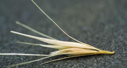 All about grass seeds and what to do if your pet has one!