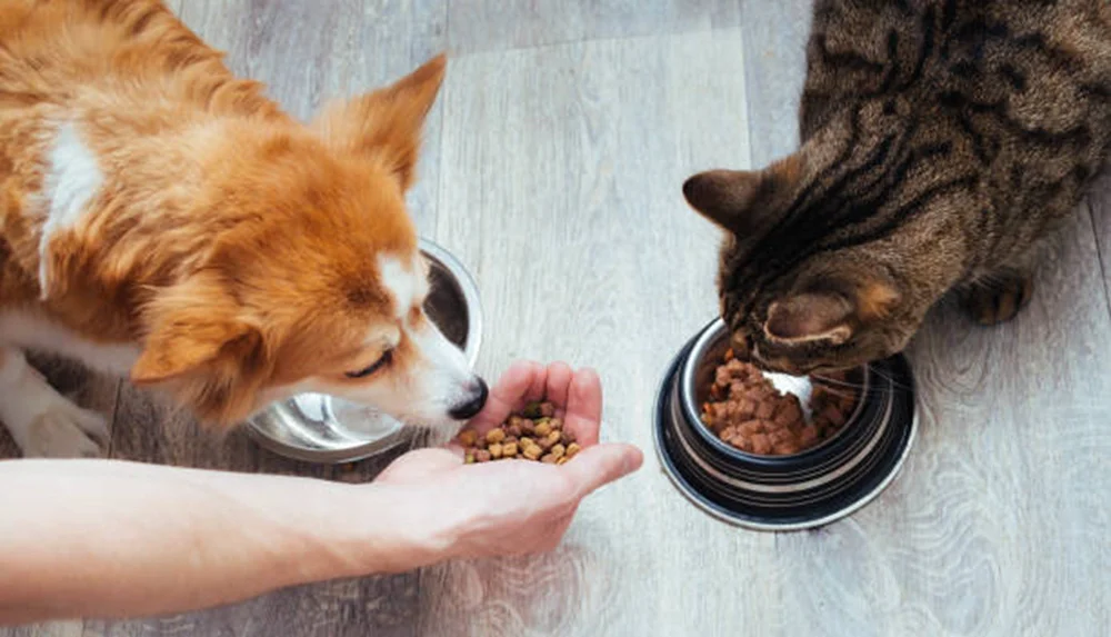 Can I Feed My Dog Cat Food in an Emergency: Essential Safety Tips