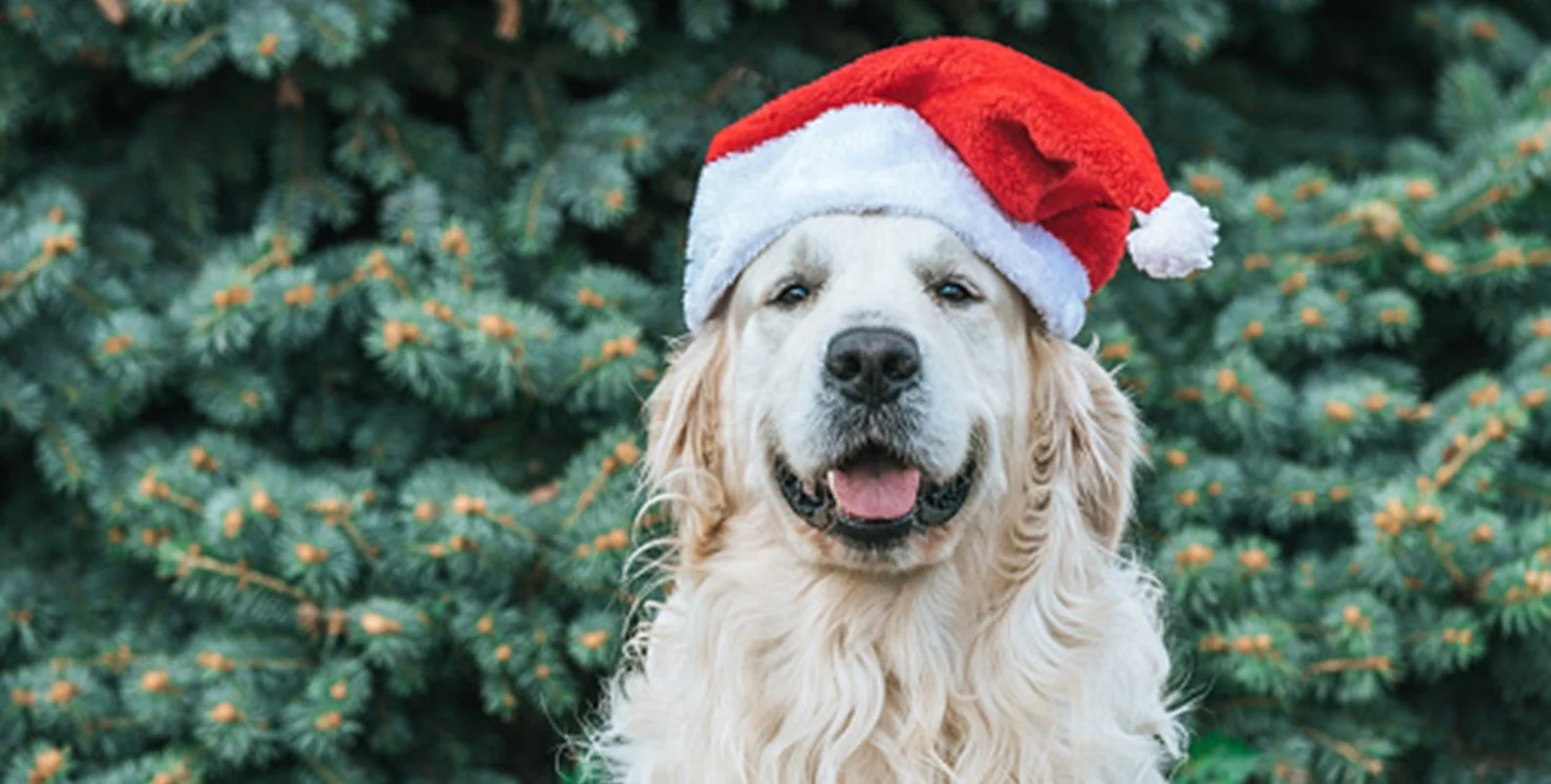 Keeping your pet safe during Christmas