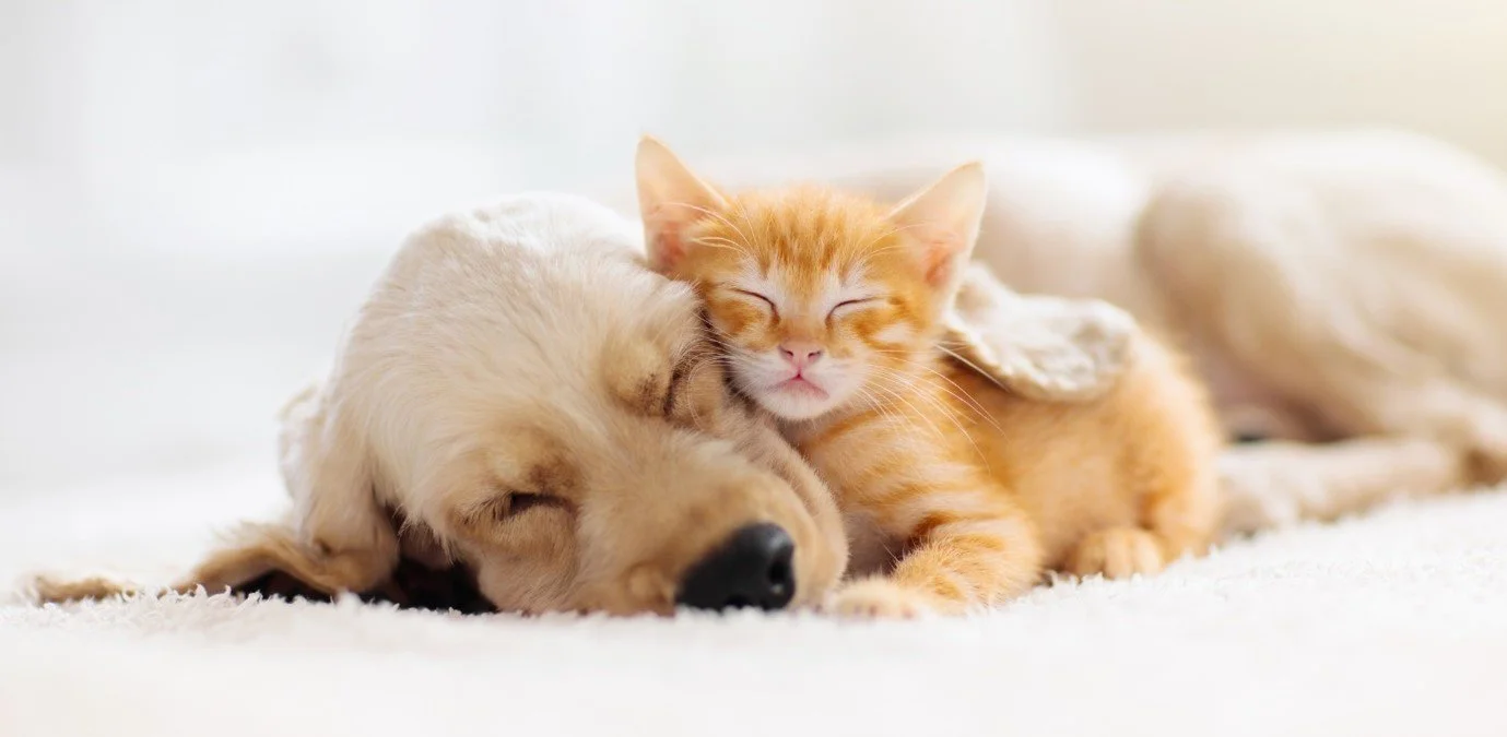 Caring for a new puppy or kitten