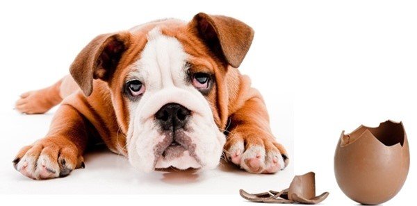 Chocolate toxicity in dogs