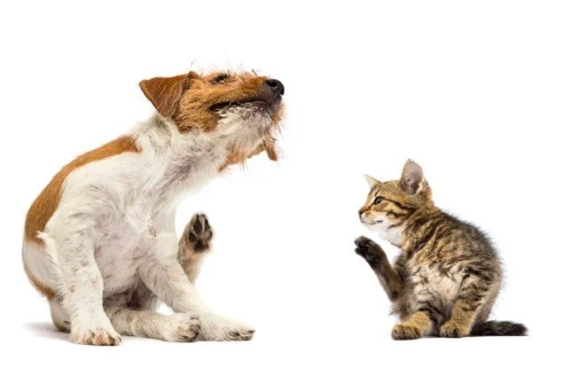 Spring time allergies in Pets