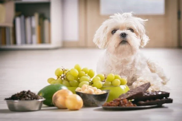 Harmful food for Pets this Christmas