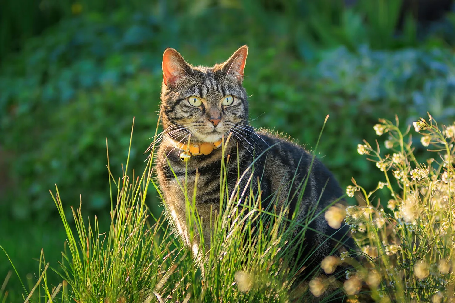 Being a Responsible Cat Owner