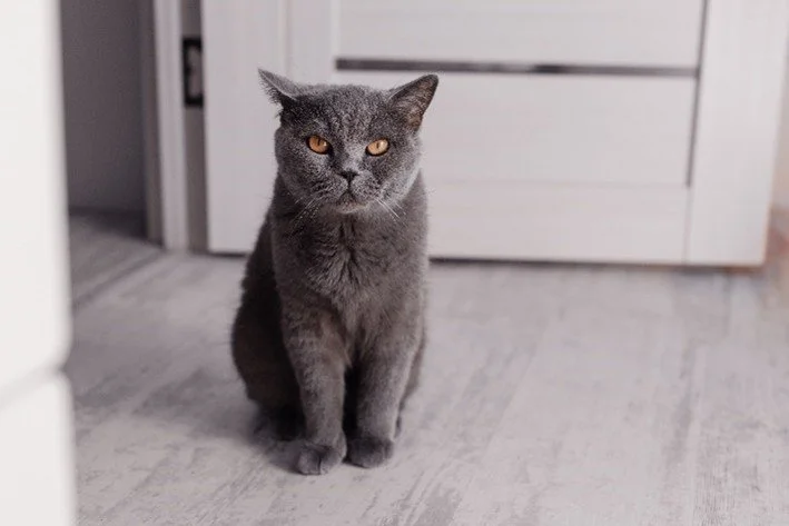 Senior care for Cats