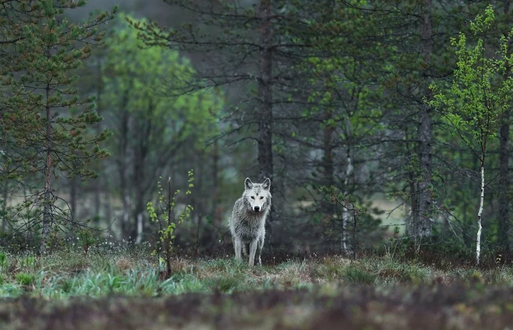 Learning Leadership with Wolves