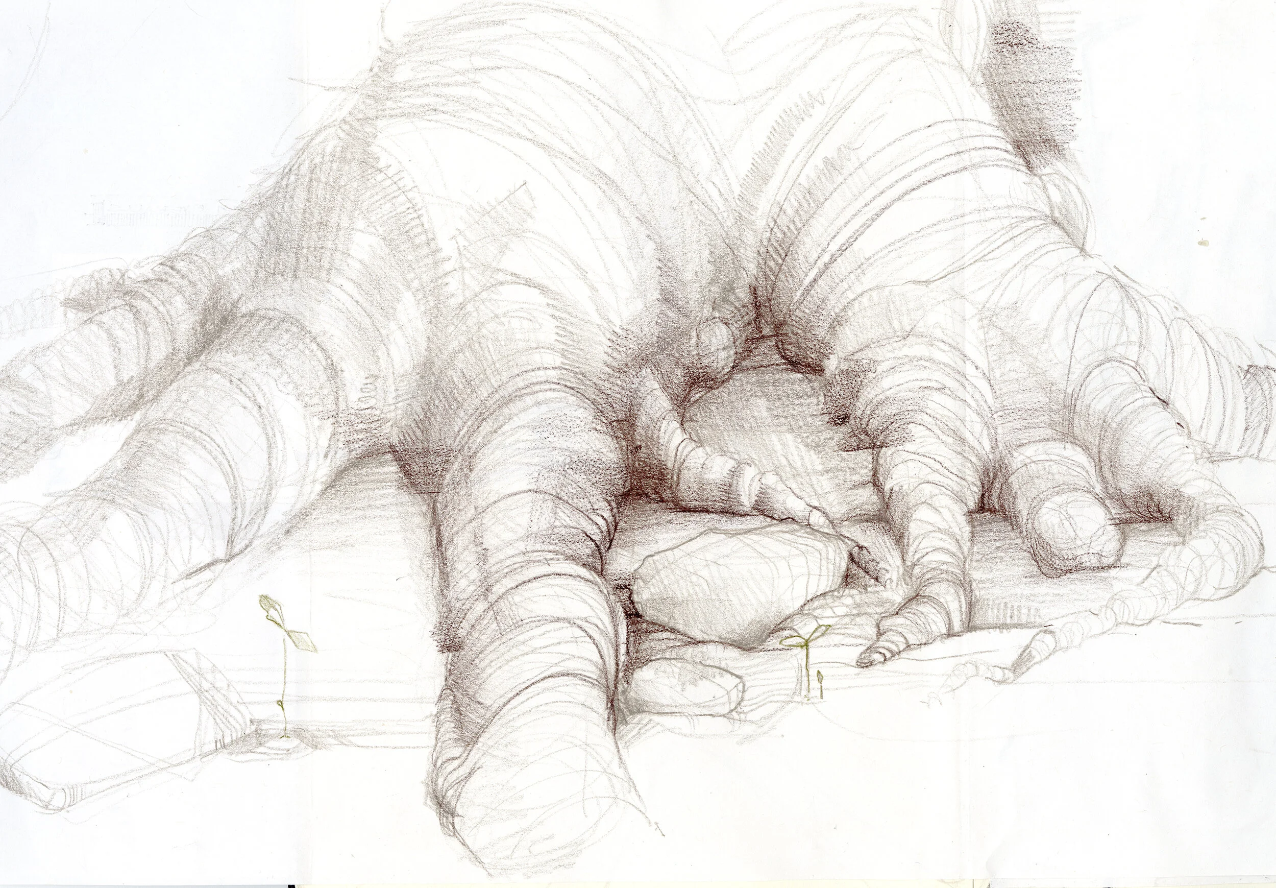 tree roots v2@0,33x.jpg