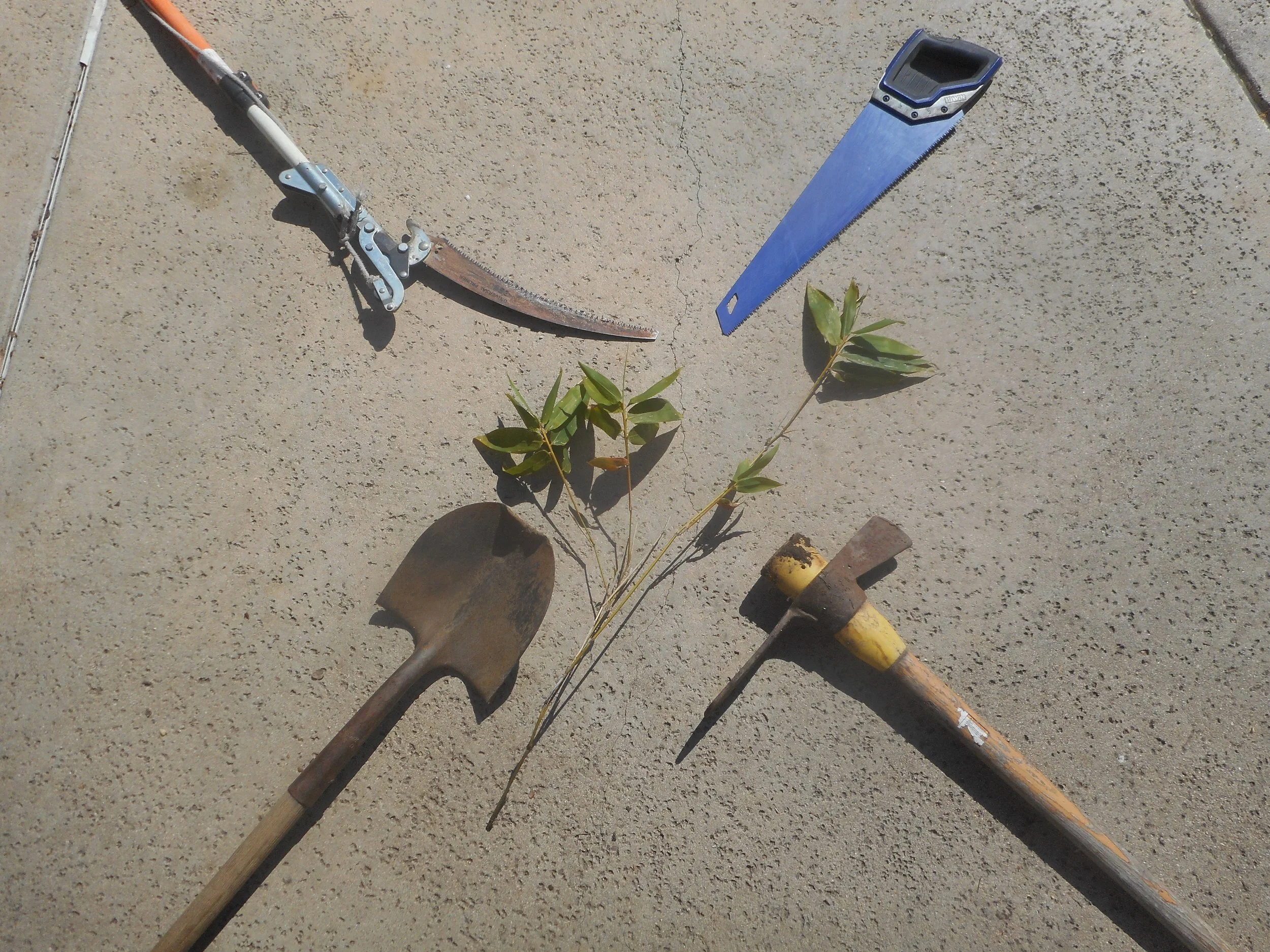 Bamboo Propagation Party at Coop's Roost