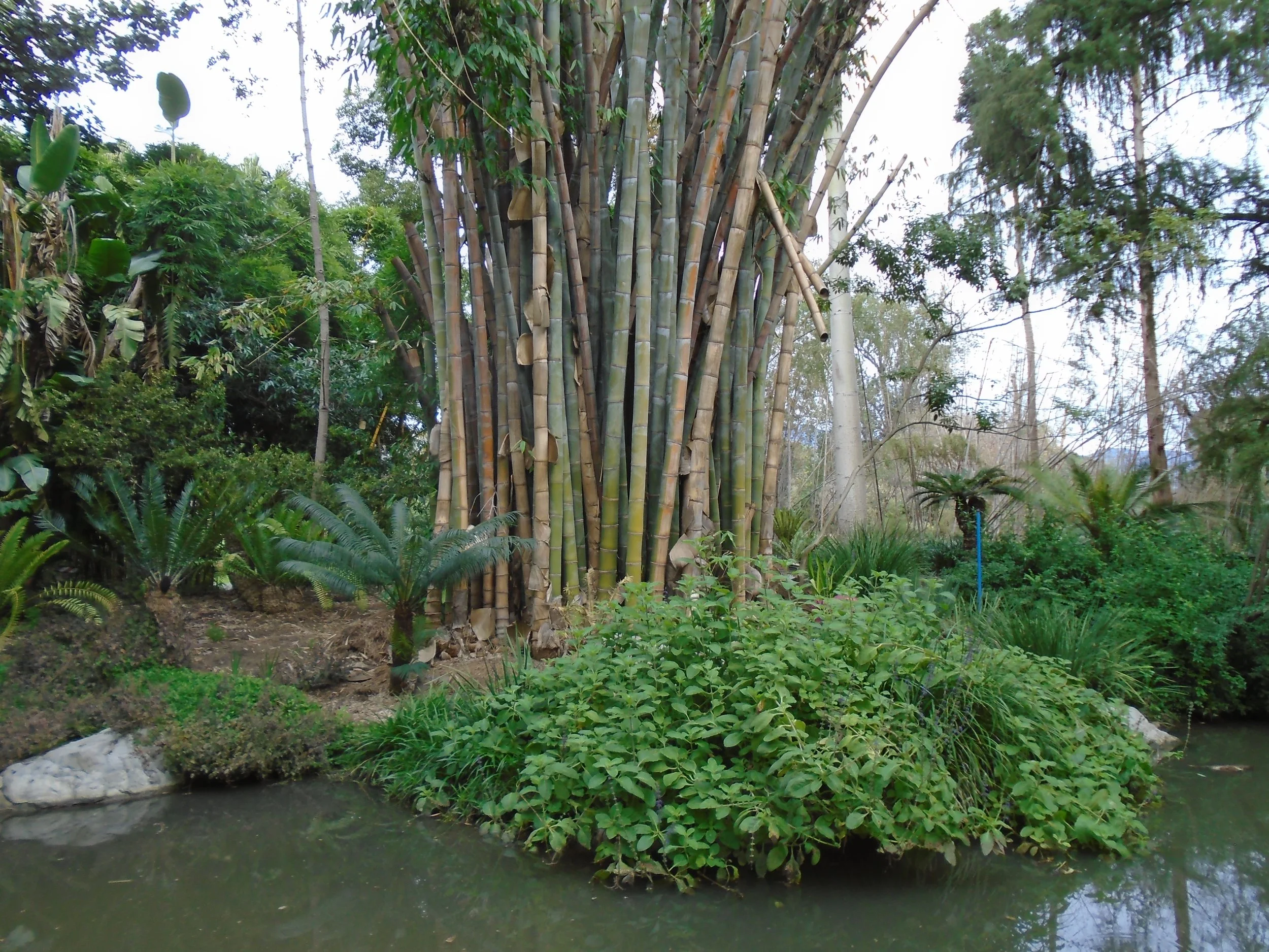 Bamboos at LA Arboretum