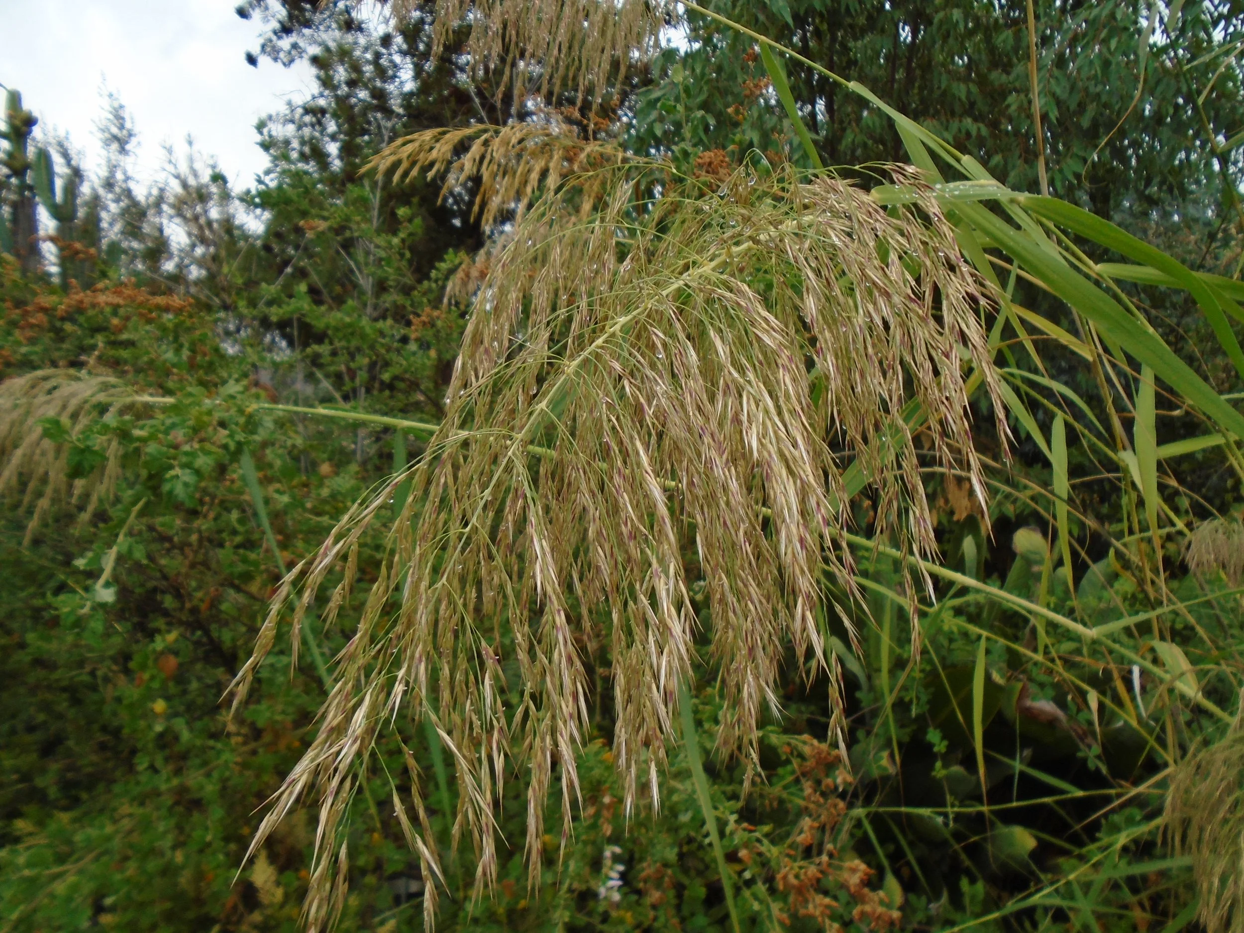 Bamboo Propagation Workshop
