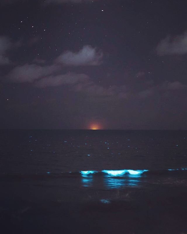 Oh LA, even your ocean is starting to look like Florida&rsquo;s coastline when the dinoflagellates dance blue in the breaking waves. Closing my eyes and seeing the residual glow and feeling that sea breath that finally makes a full breath actually po