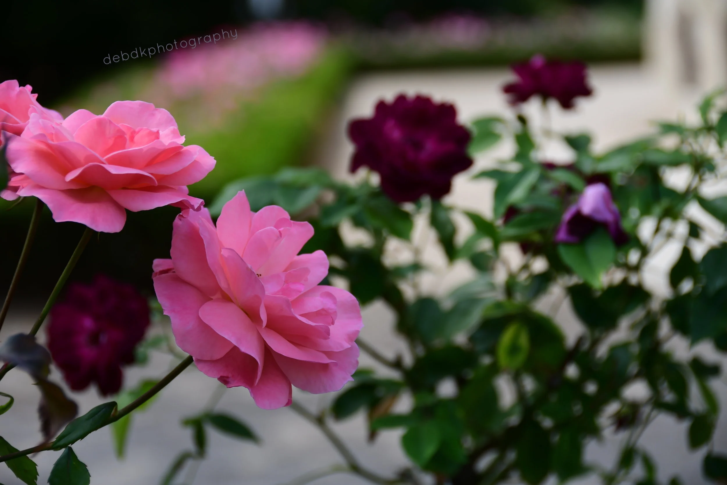 DDK_1243.JPG