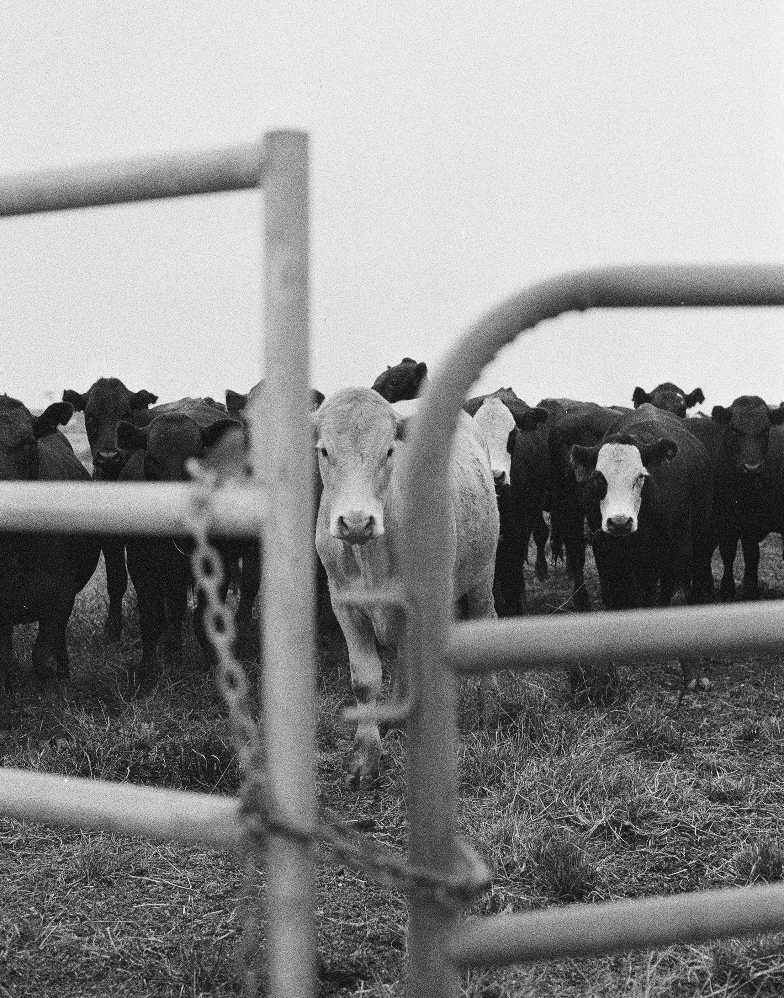 11x14_Humboldt cows.png