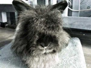Herbert 2016 // We had to help our sweet Herbert (aka Quinn from the 2005 confiscation) to the Rainbow Bridge on June 1, 2016. He was almost 11 or 12 years old- pretty good for a “pocket pet!” Coming from a neglected start in life, it took us a year to bond him with our Holland Lop, Nemo. It was worth it- they became inseparable. Nemo gave Herbert love & courage & Herbert gave Nemo his trust. When Herbert had a major inner ear infection, Herbert would lean into Nemo to stop the head swaying. We love & miss you, Herbie Derbie. Thank you for everything MCRS does for the bunnies.
