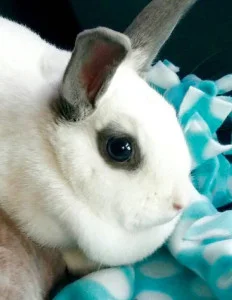 Duchess 2015 // Duchess (formerly Ruby) crossed the rainbow bridge on September 21st 2015 after only 4 short months with our family. Her digestive issues were too much for her and she went peacefully in our arms with bonded companion Duke by her side….we miss her sweet gentle spirit everyday. RIP sweet baby.