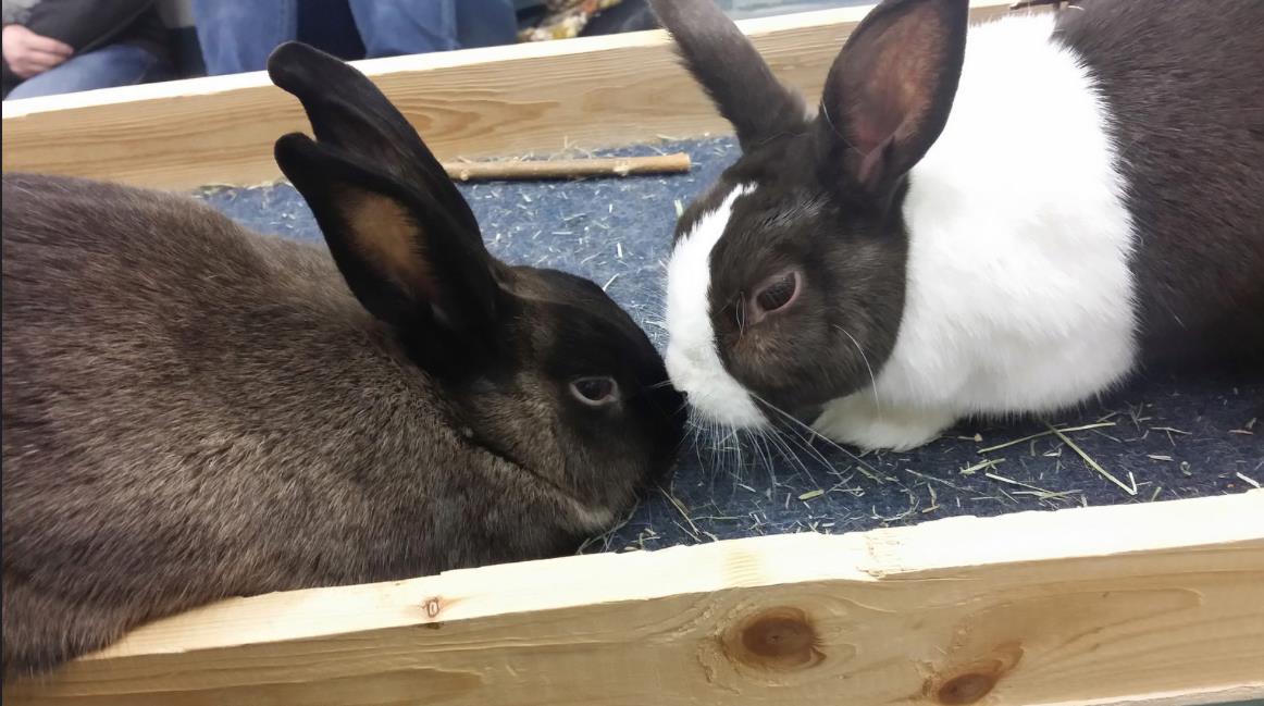 spca rabbit care